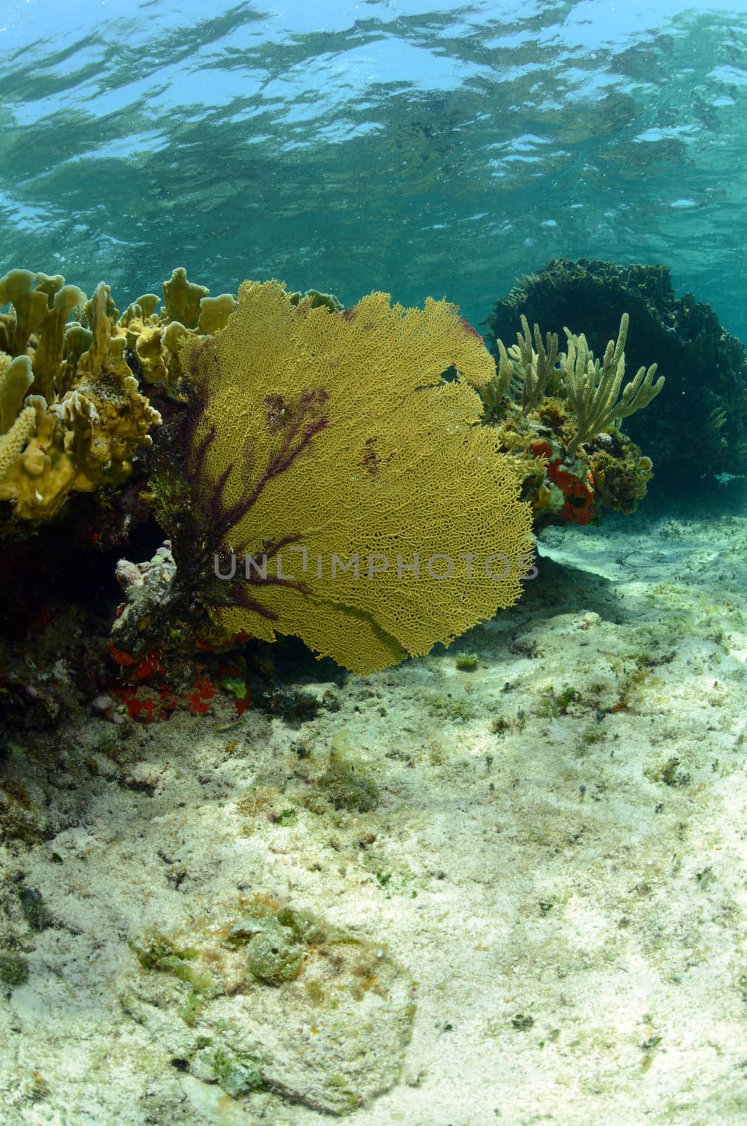 Vibrant sea fan and coral in natural underwater seascape in Caribbean