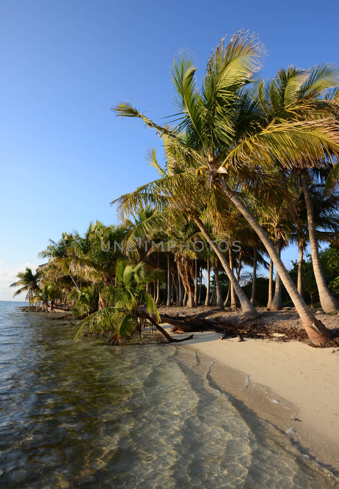 Untouched tropical beach lined with palm trees by ftlaudgirl