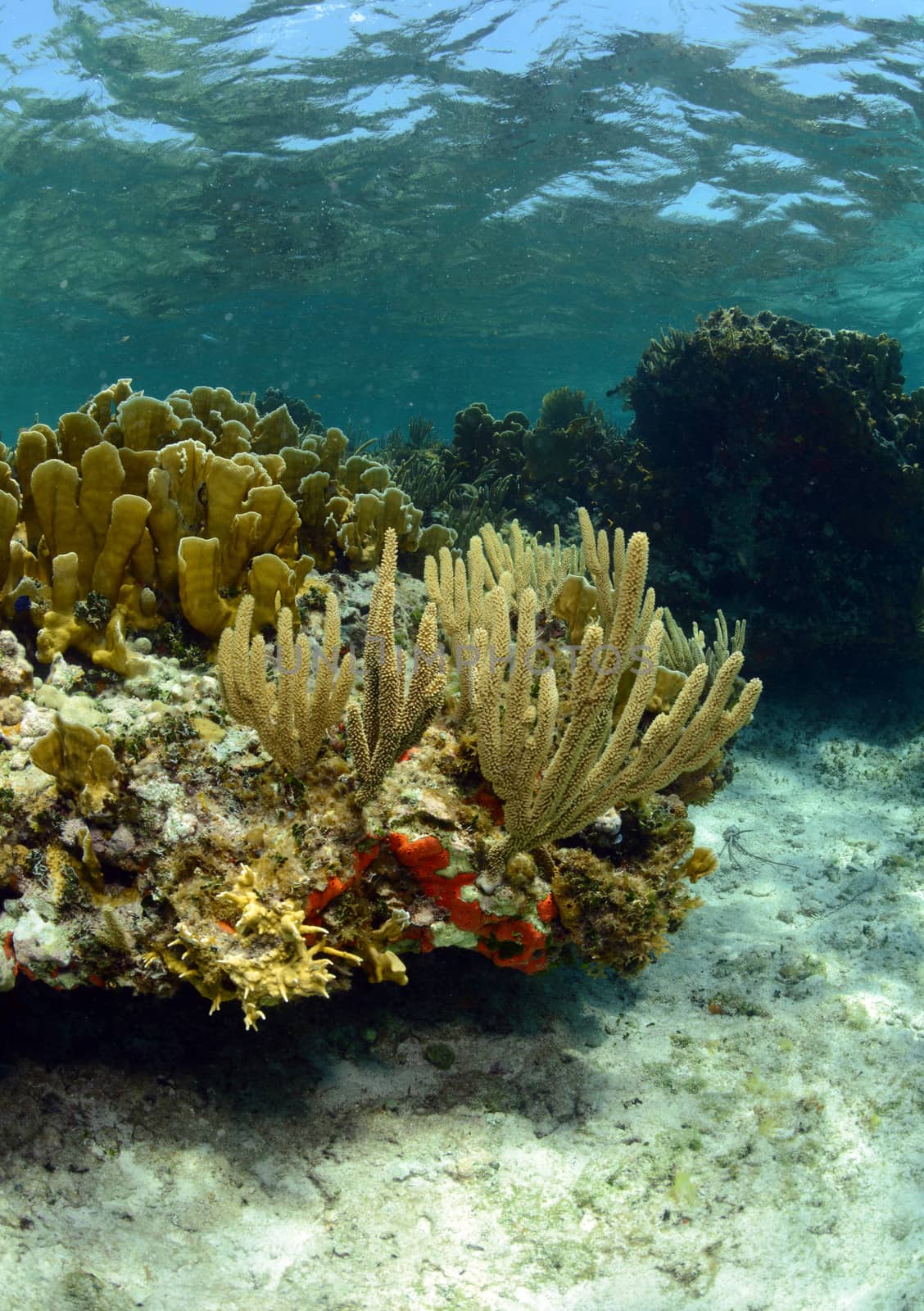 Coral and sea life in a beautiful underwater seascape by ftlaudgirl