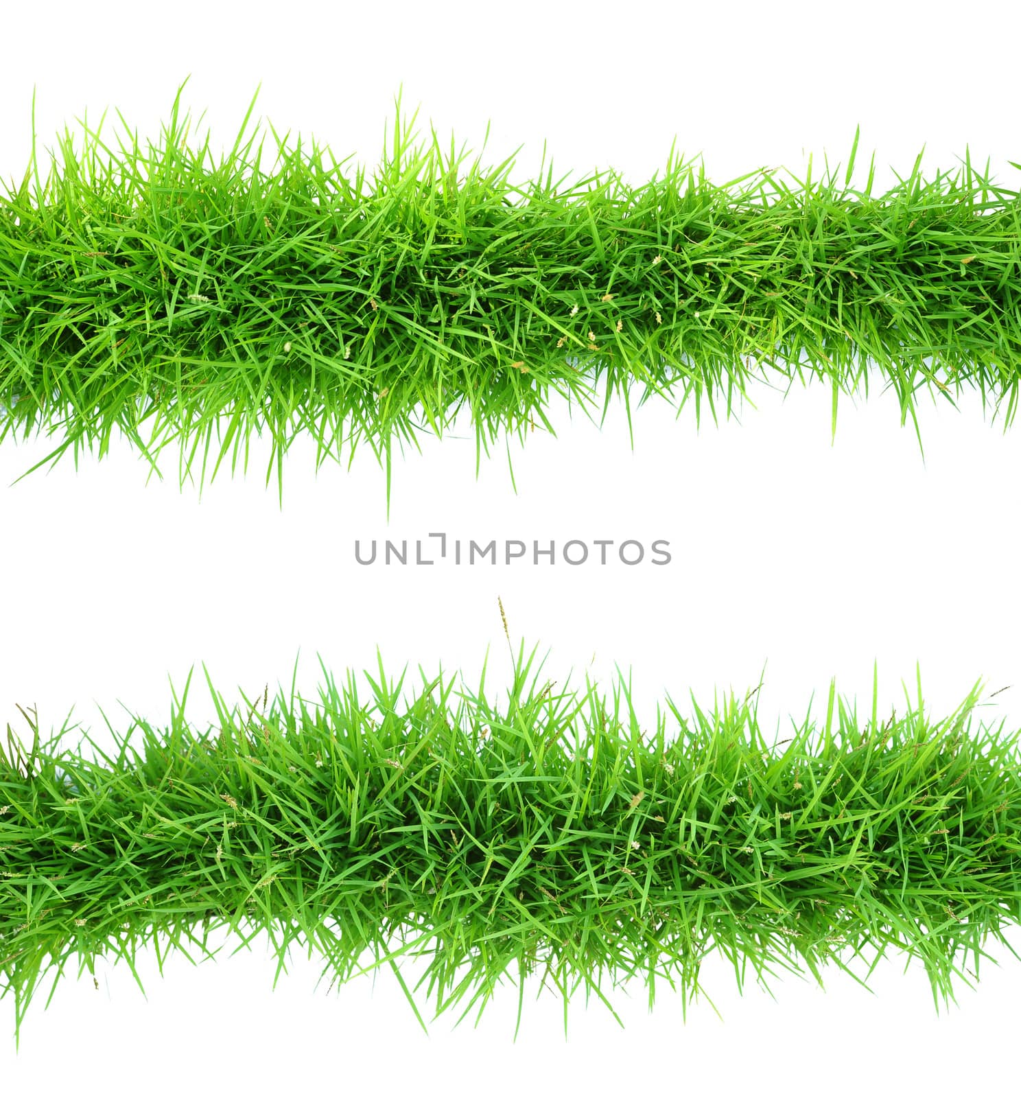 Top view of grass on white background