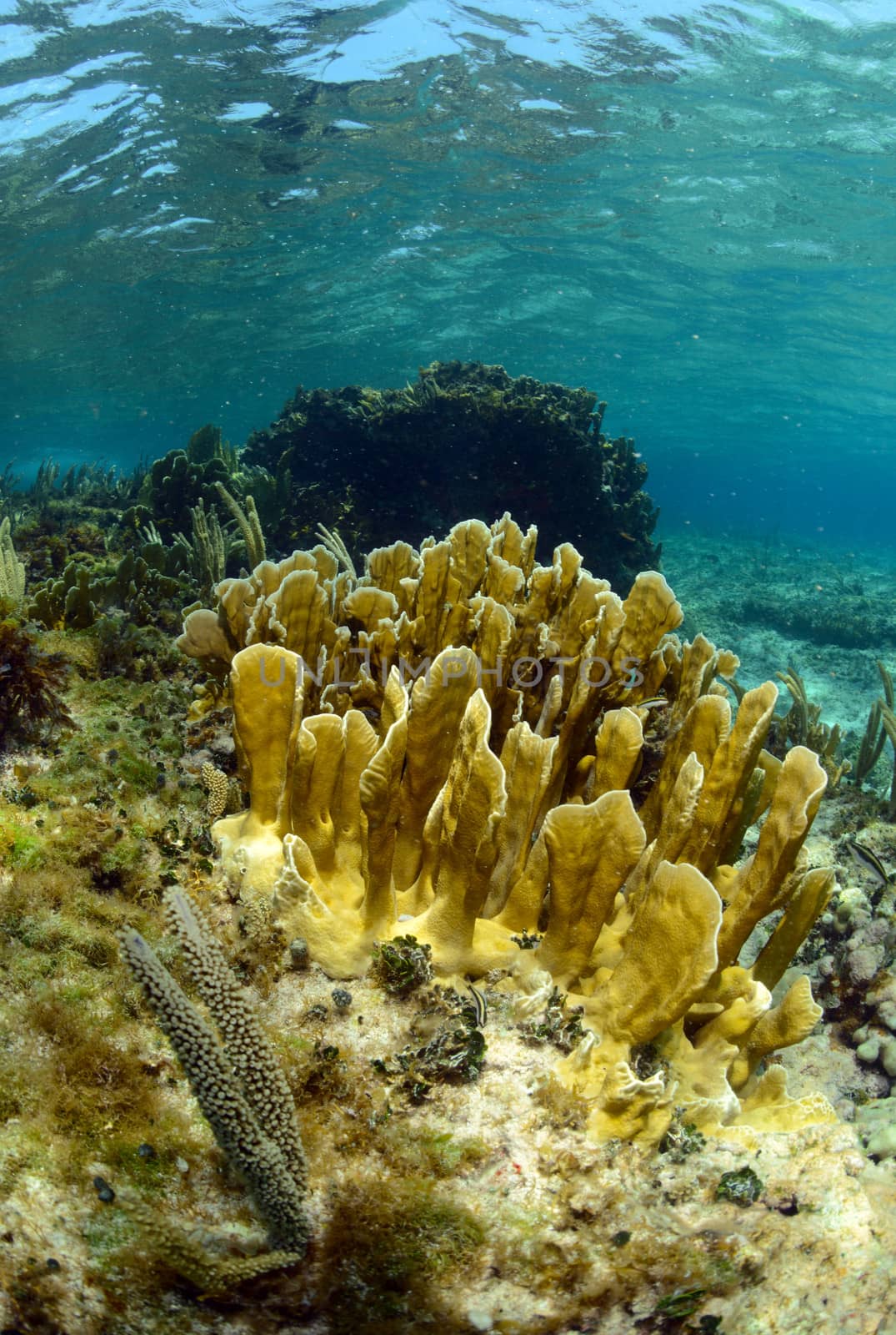 Underwater aquatic marine life and coral in ocean