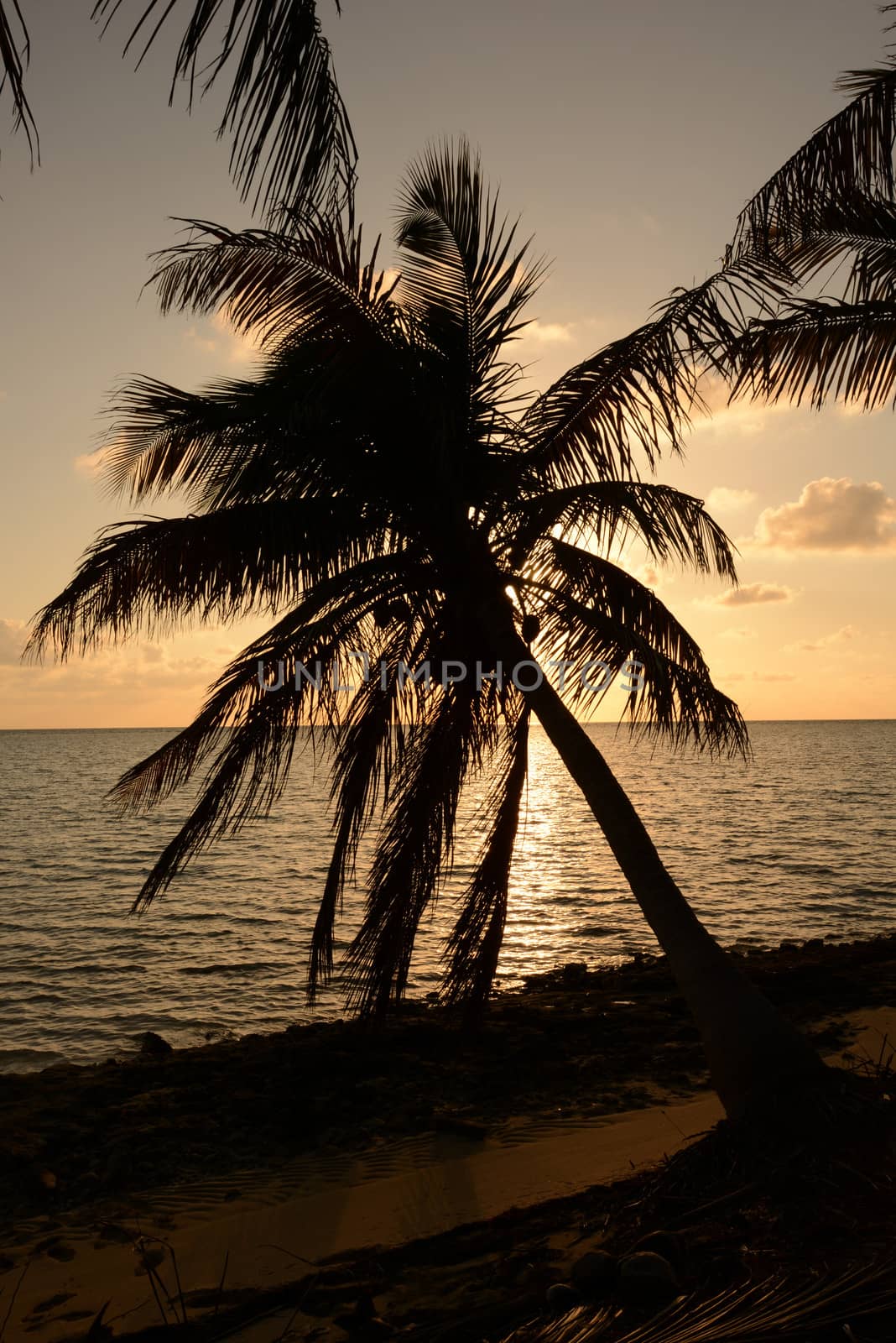 Palm tree silhouette and ocean in tropical location