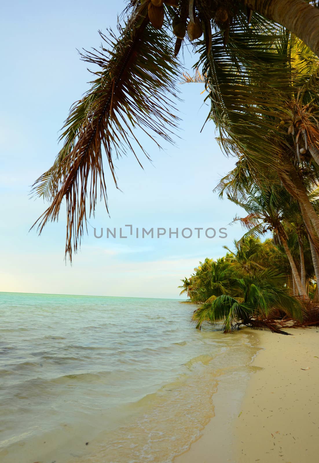 Empty tropical beach with palm trees and ocean
