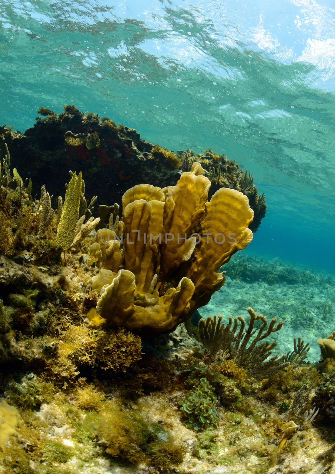 Tropical underwater seascape in the Caribbean
