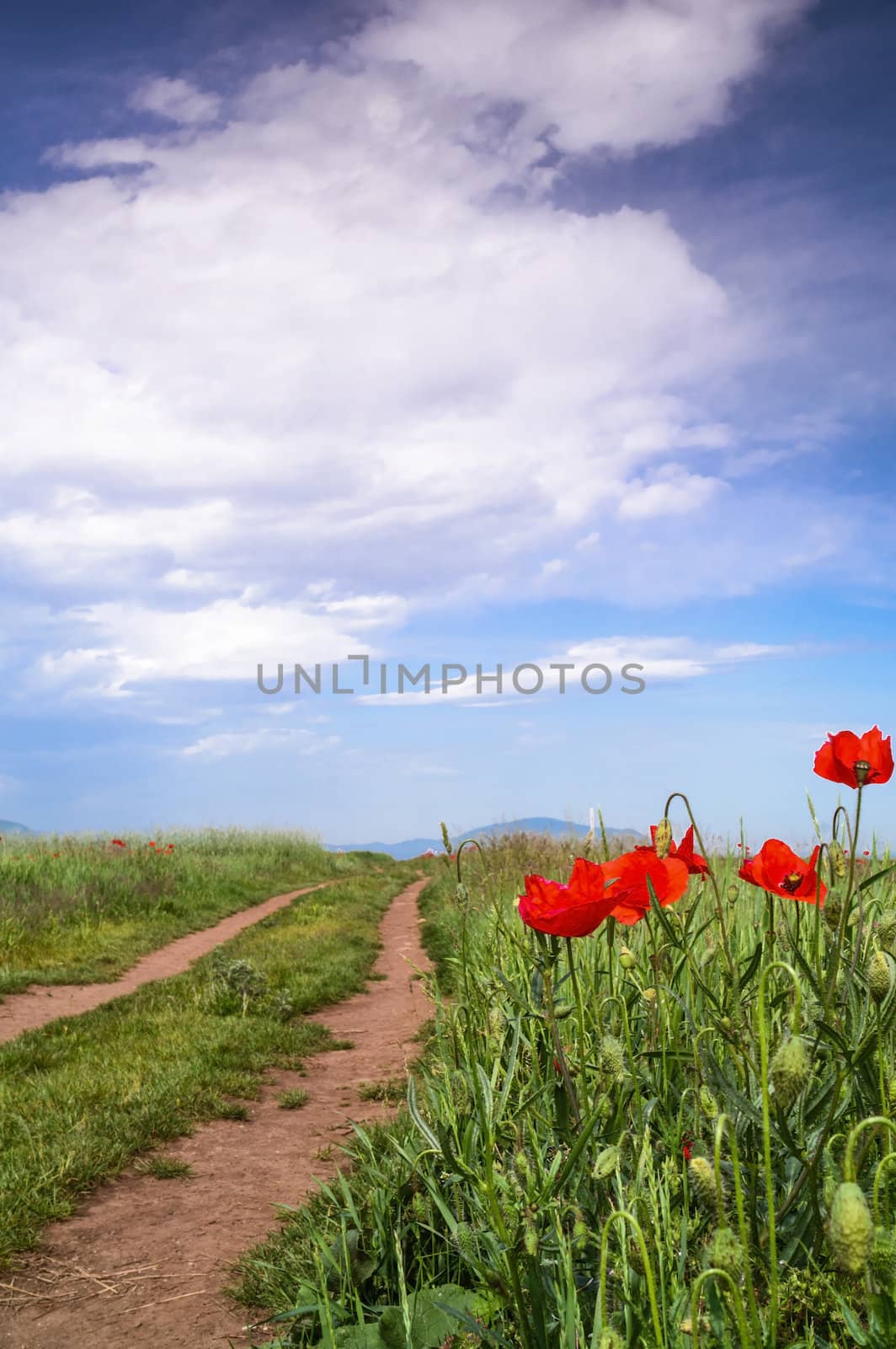 poppy flowers next to a road in a field