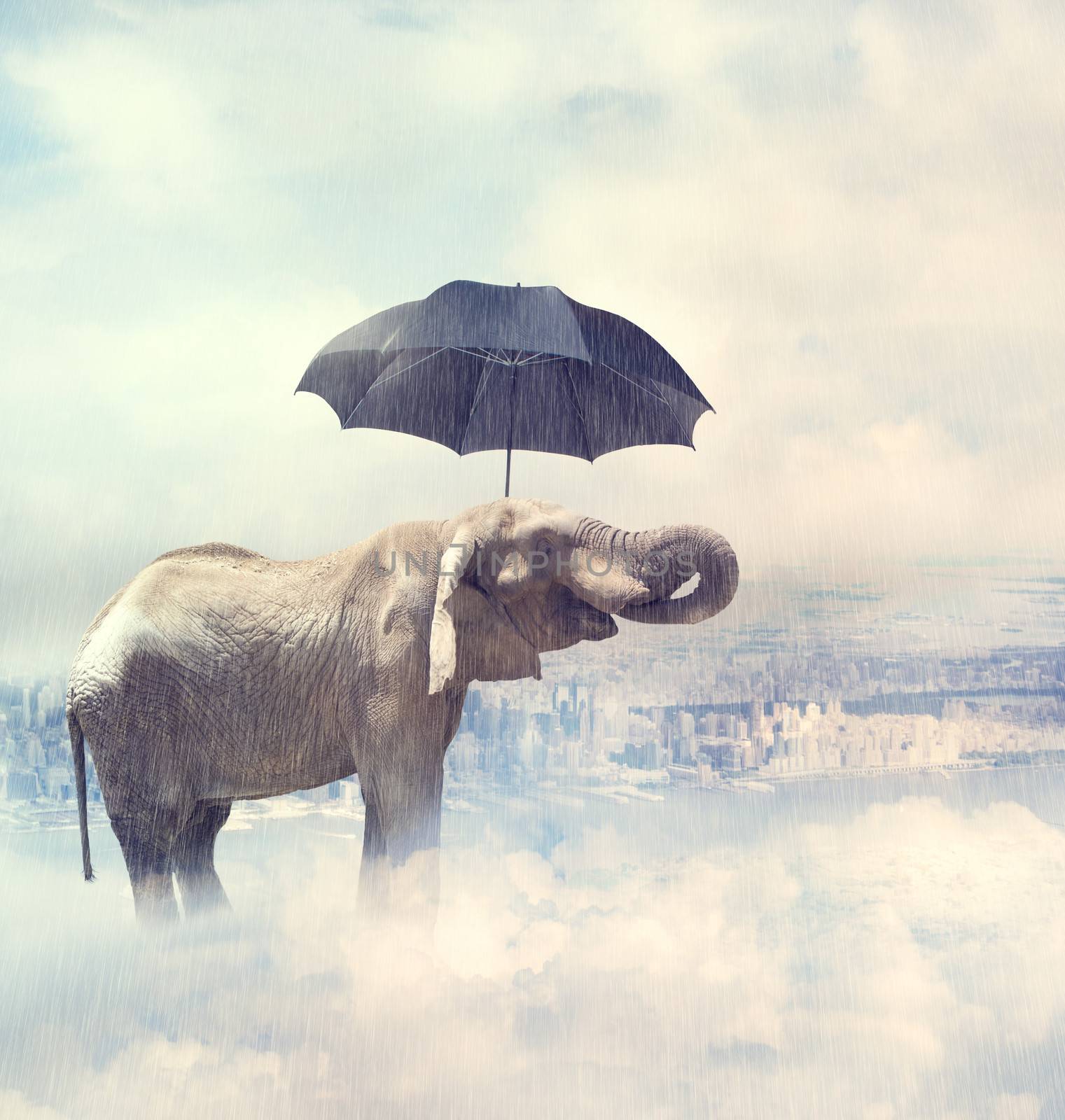 A elephant standing on the mystic clouds