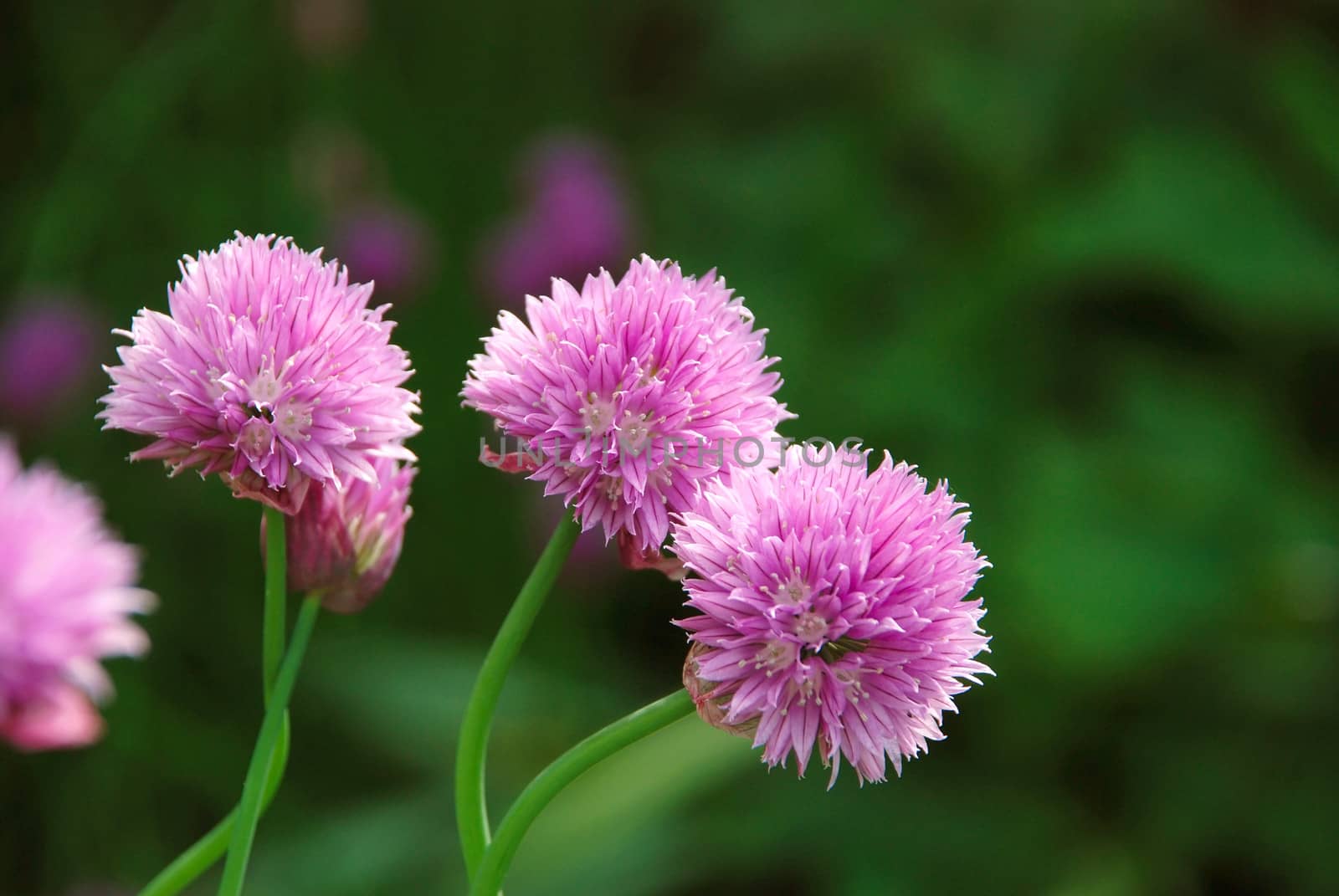 Closeup of three delicate pink blooms on a chive plant
