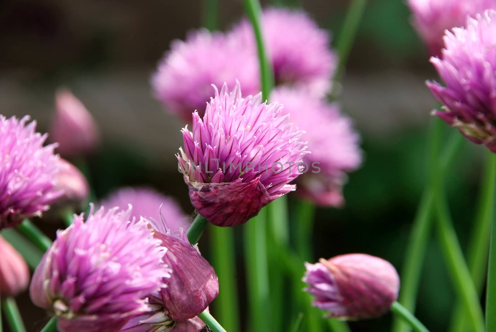 Closeup of pink chive flowers opening