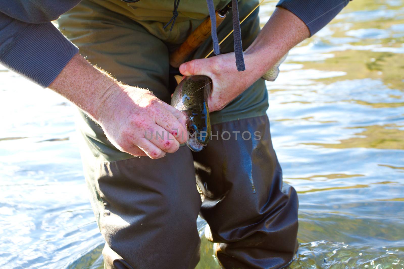 Catch and release fishing is a great sustainable way to enjoy angling yet leaving fish like this native rainbow trout redside for years to come.