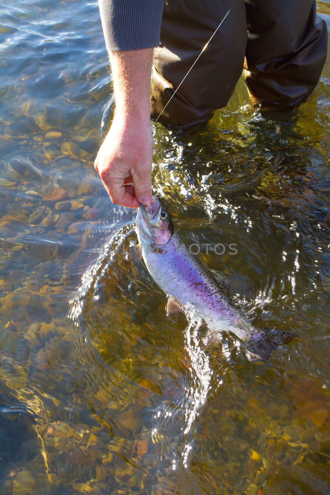 Catch and release fishing is a great sustainable way to enjoy angling yet leaving fish like this native rainbow trout redside for years to come.