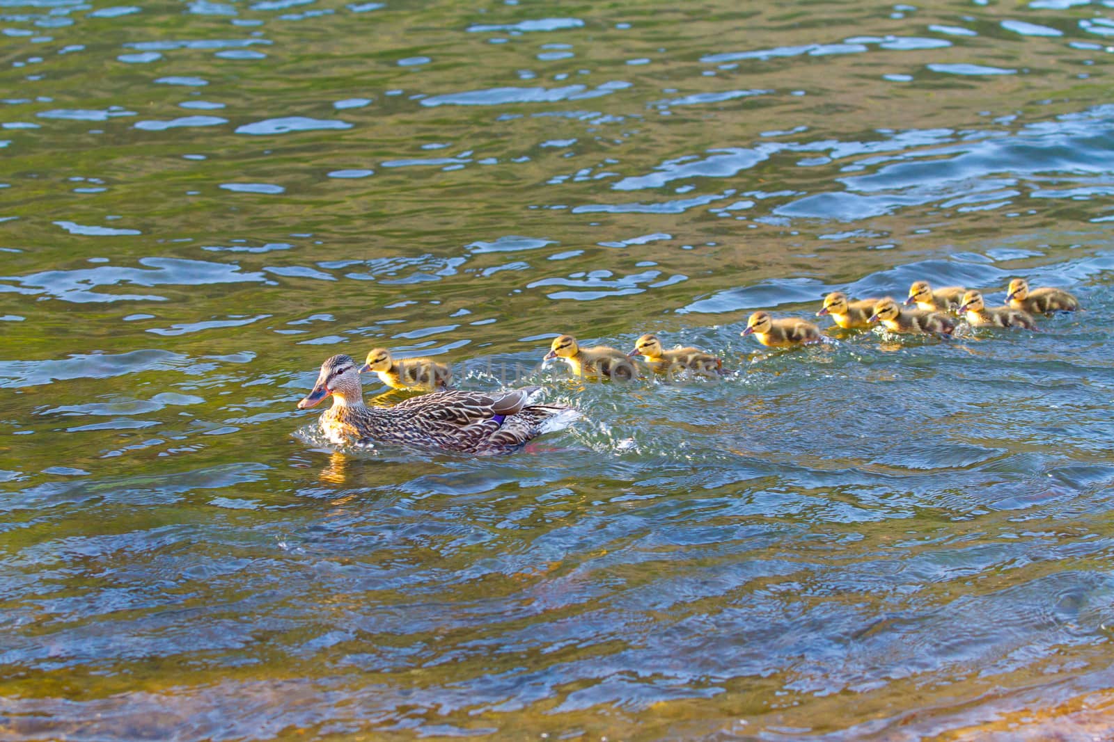 A mother duck swims with her chicks in the Deschutes River while playing follow the leader.