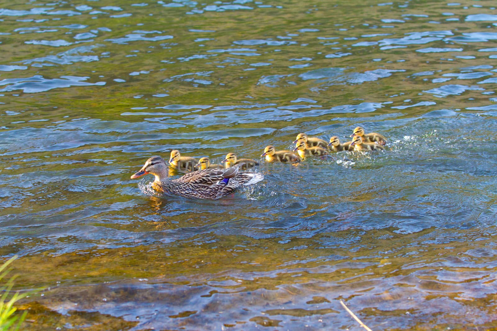 A mother duck swims with her chicks in the Deschutes River while playing follow the leader.