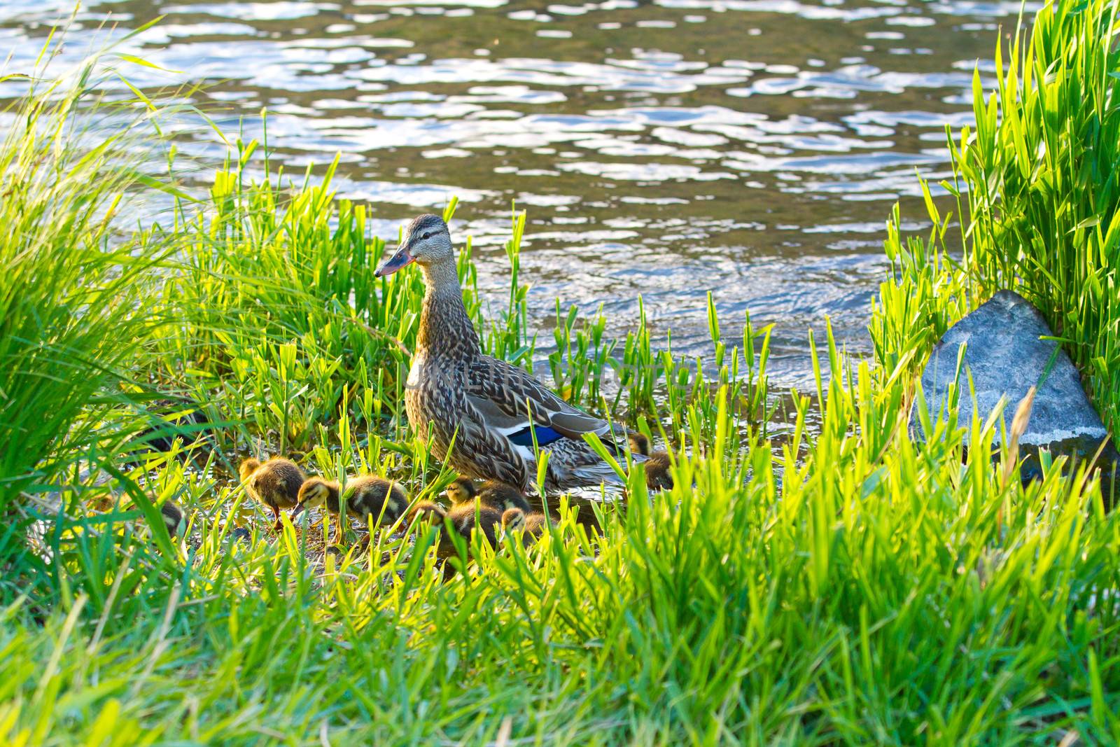 Mother Duck and Chicks by joshuaraineyphotography