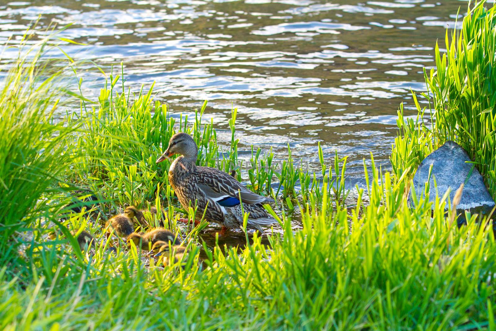 A protective mother duck guards her chicks from predators in the grass along this rvier bank.