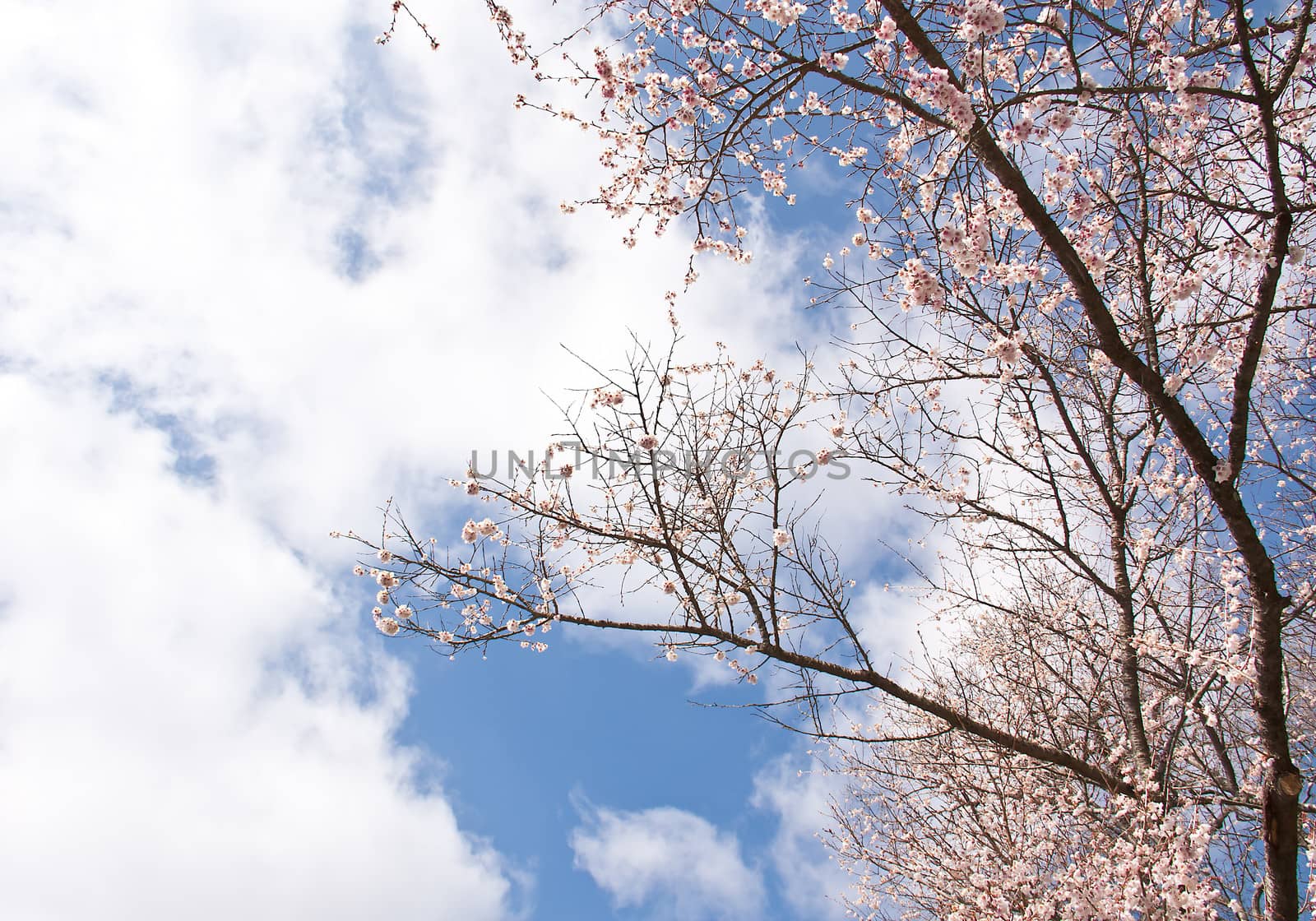 Sakura branch and flowers blooming blossom on sky background