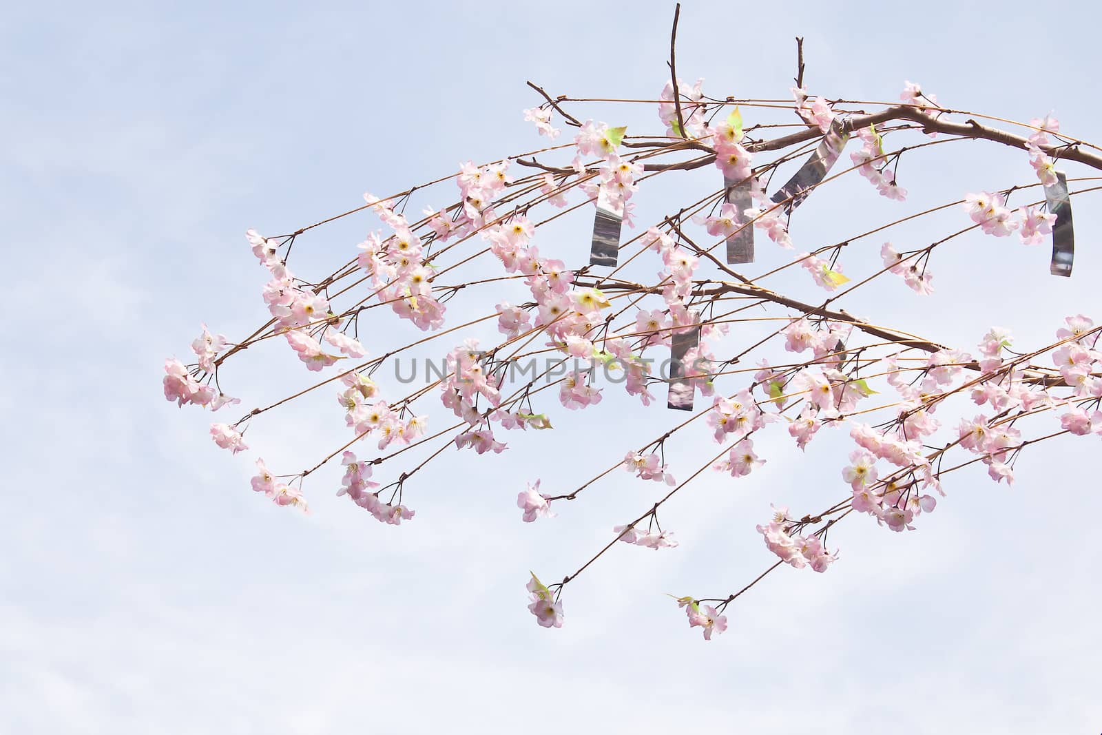 Sakura branch  by Theeraphon