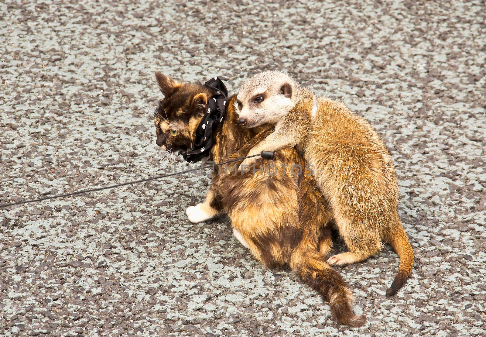 Between cat and squirrel that love for each other.