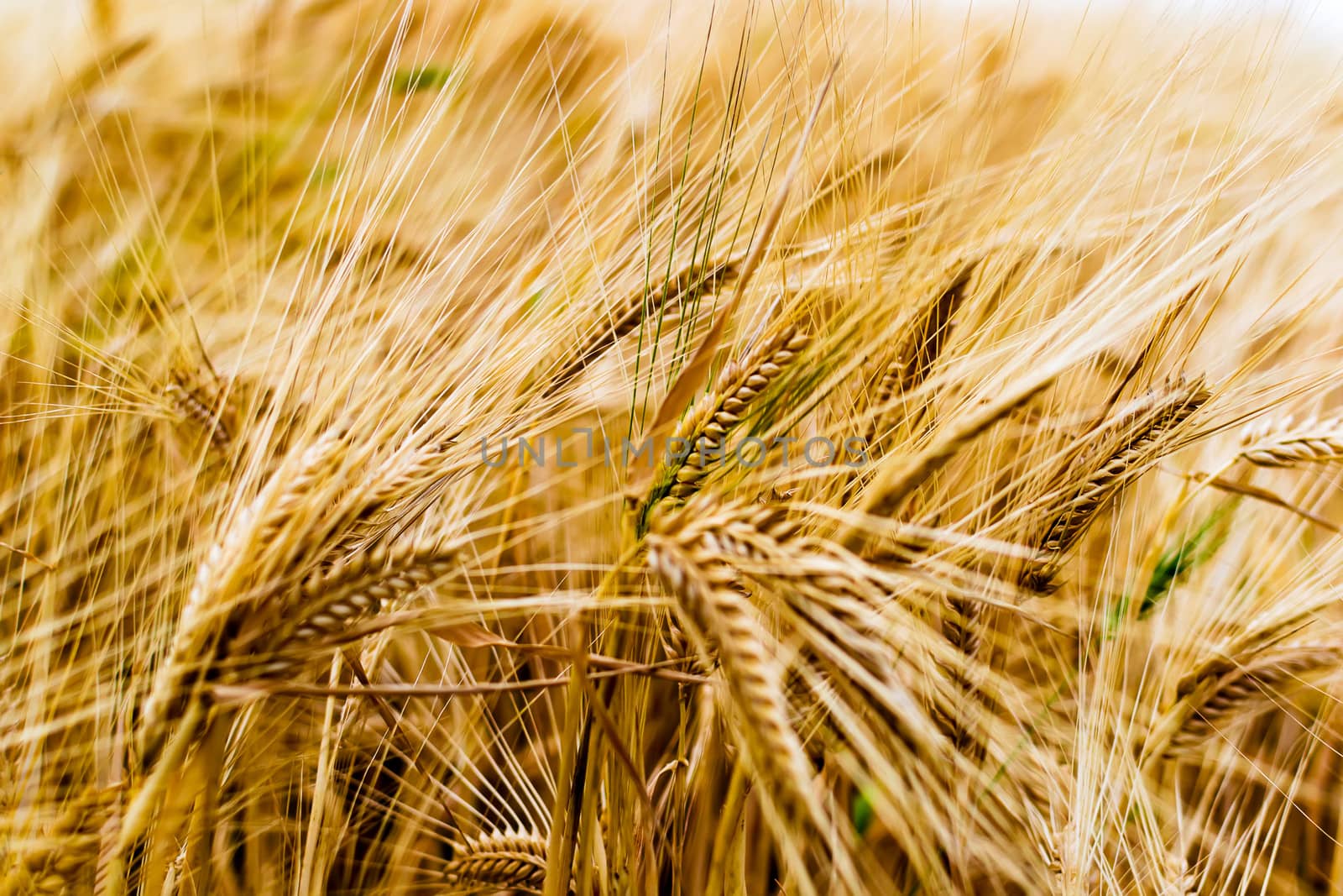 Field of golden rye classes closeup