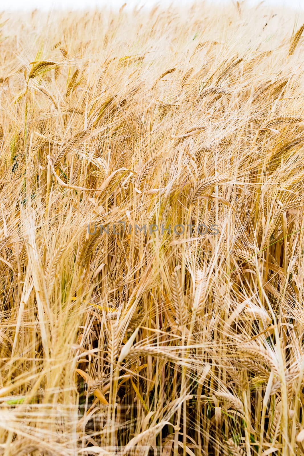 Field of golden rye classes closeup