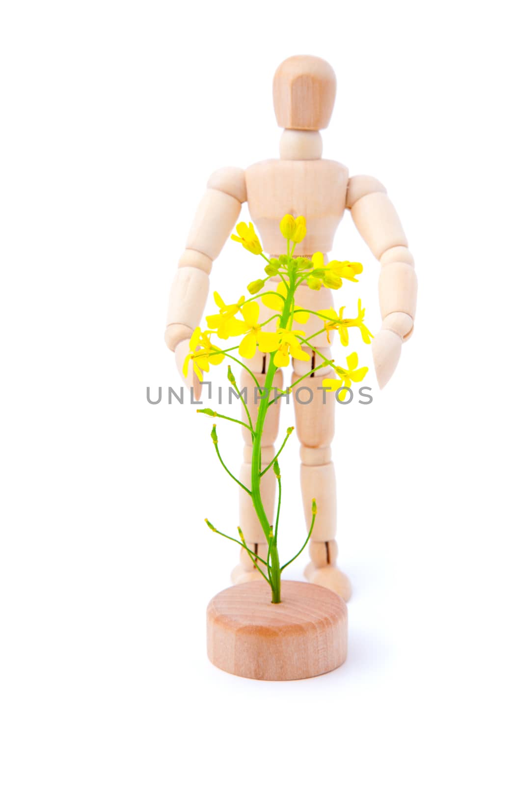 Rape blossoms with a wooden man, isolated on white background