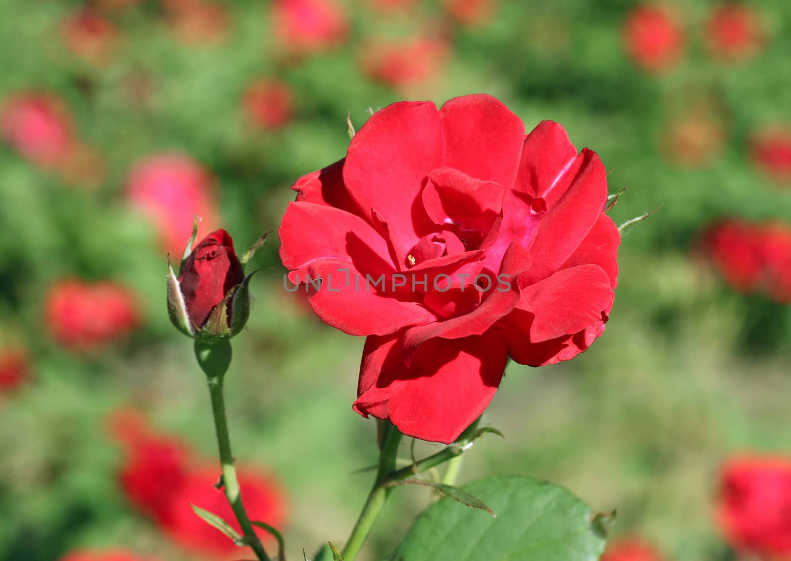 rose in a garden by romantiche