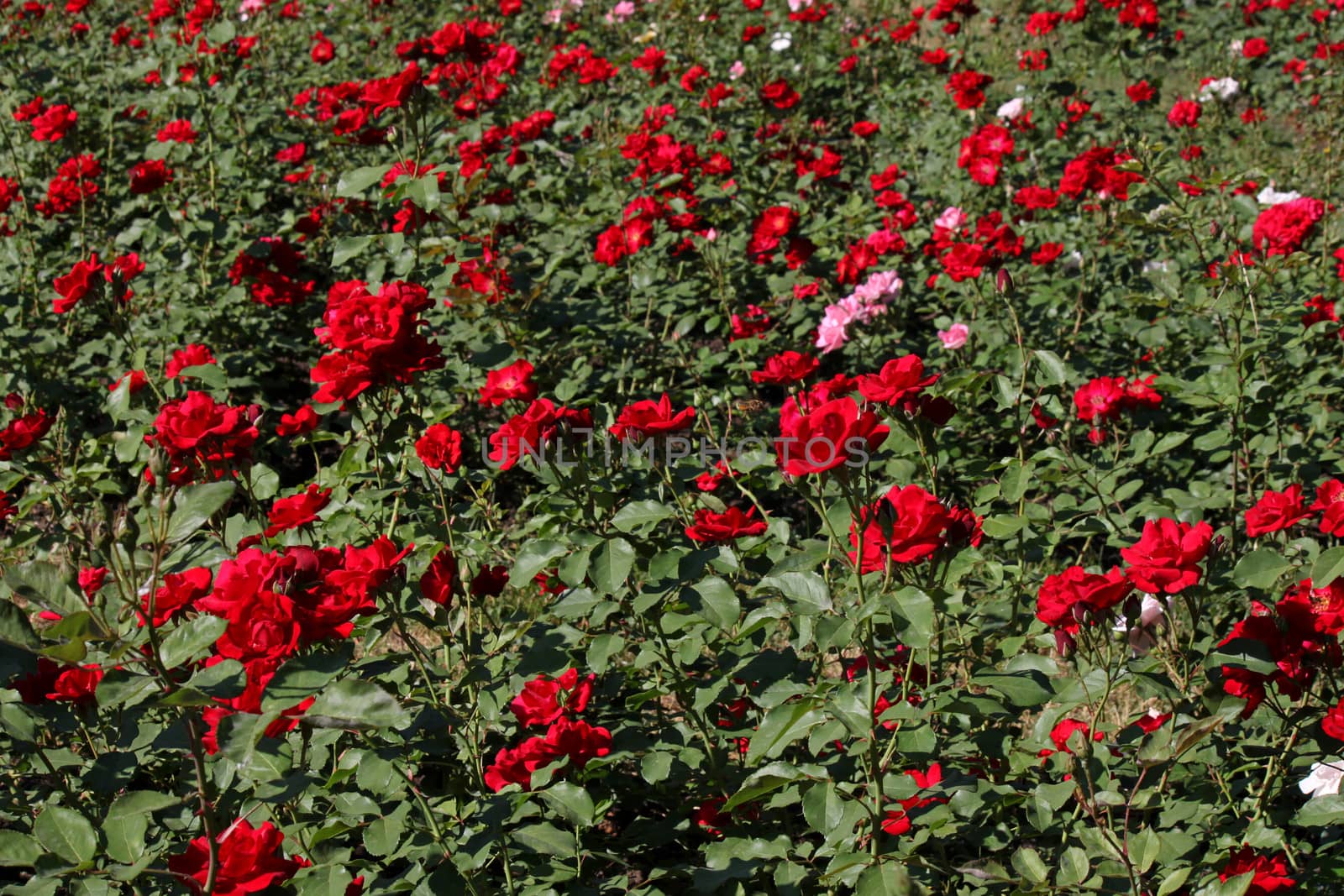 red roses in a garden