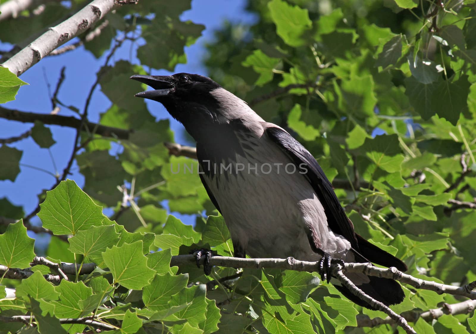 croaking crow on branch of tree