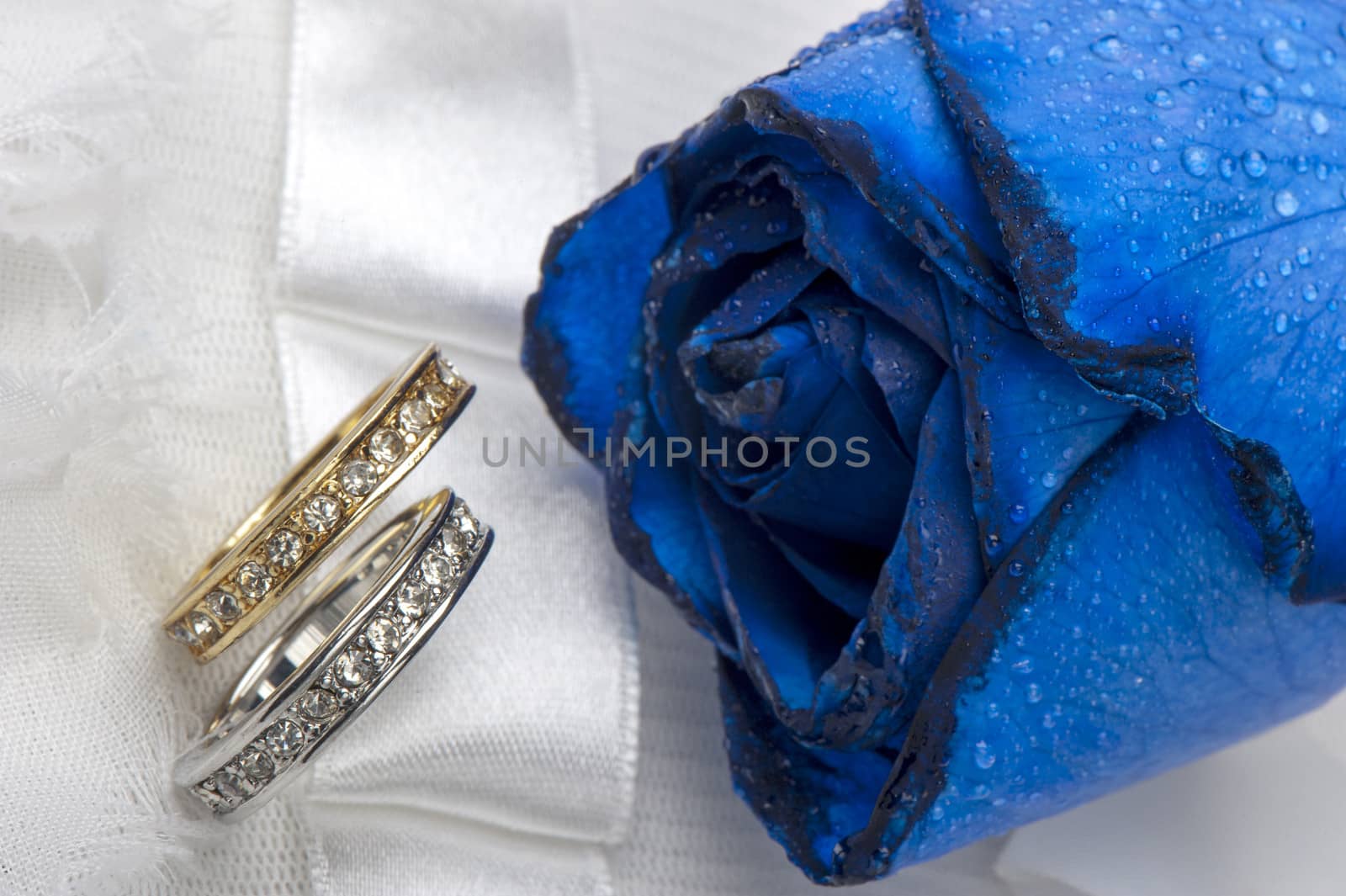 roses and wedding rings on white background