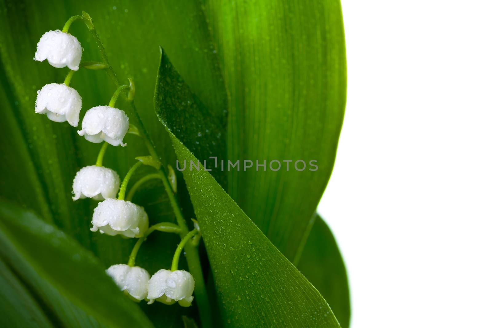 Lily of the valley with water drops isolated on white background. Convallaria majalis 