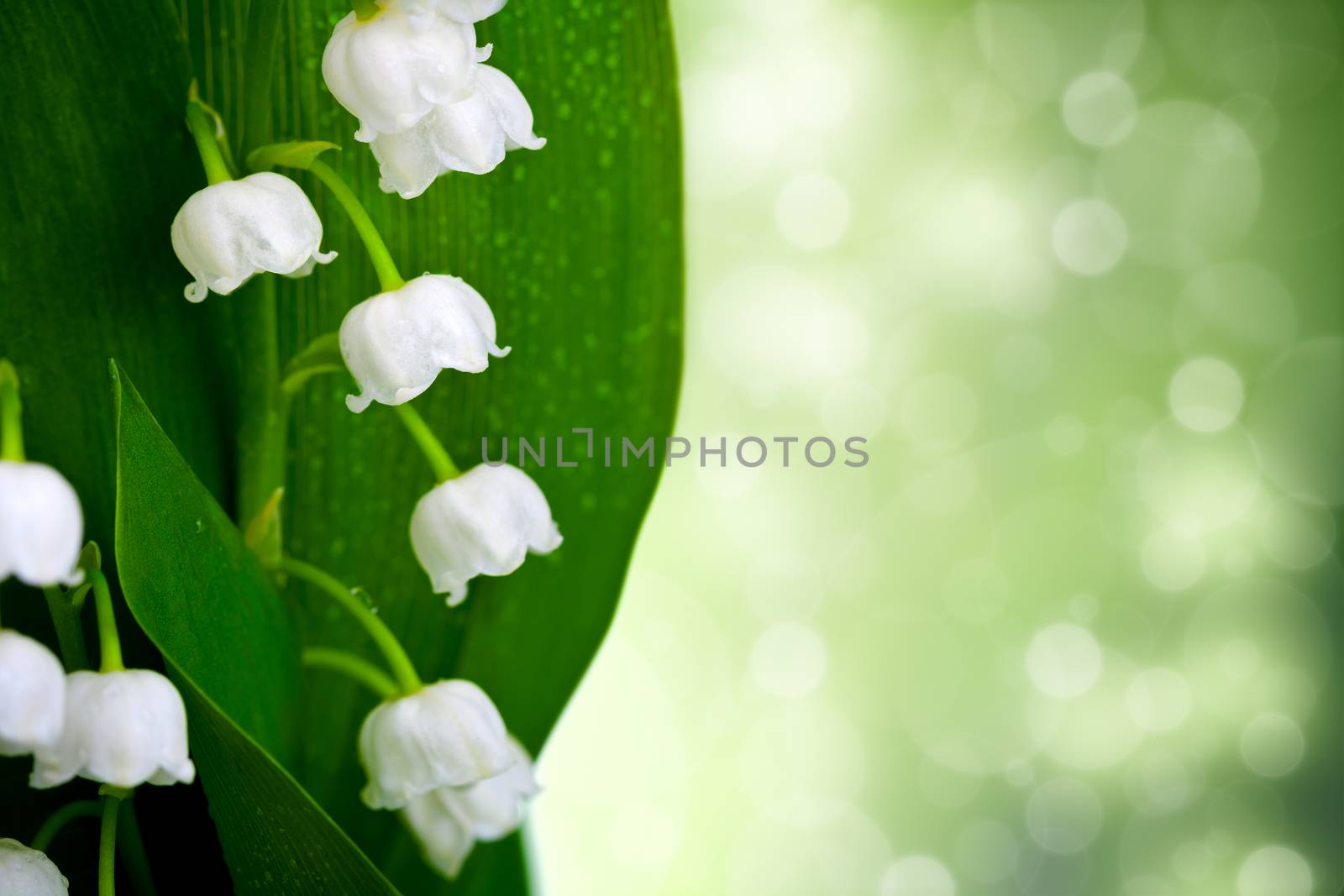 Lily of the valley flowers with water drops on green background. Convallaria majalis 
