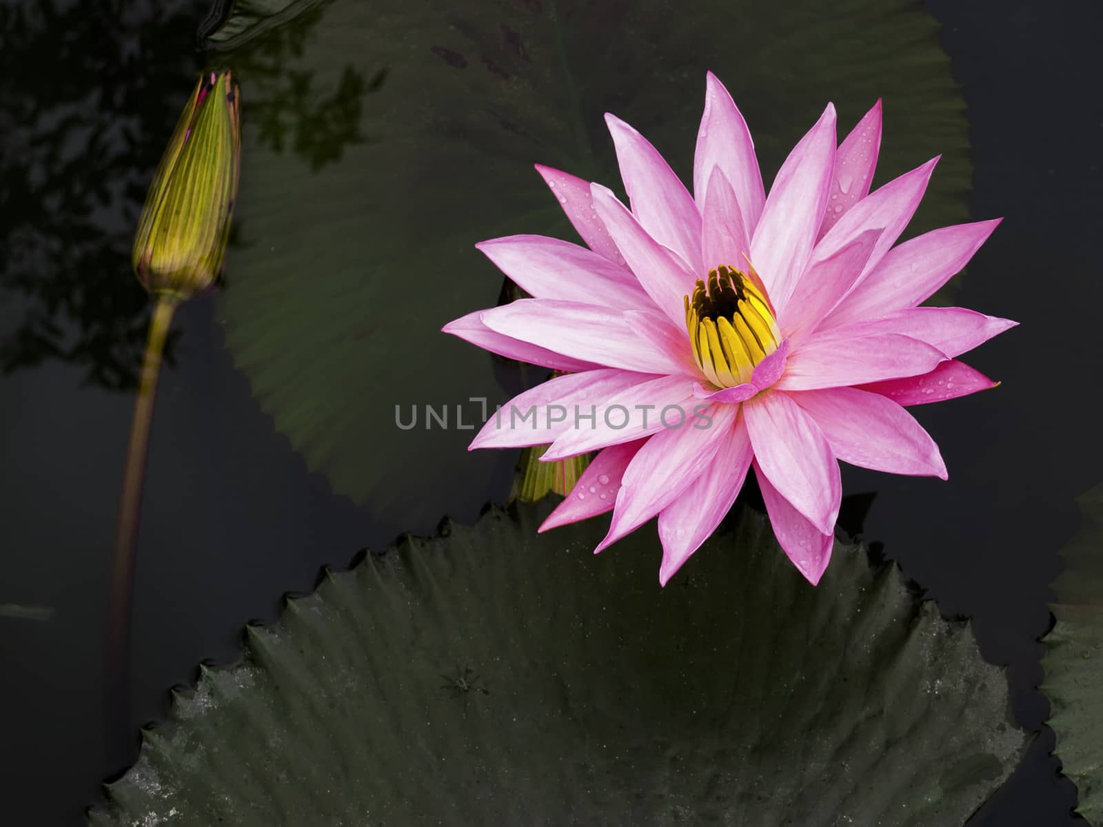 Lotus with a little little spider. by GNNick