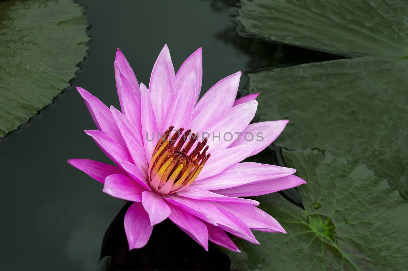 Delicate Pink Lotus. Nimphaea. Samosir Island North Sumatra, Indonesia.