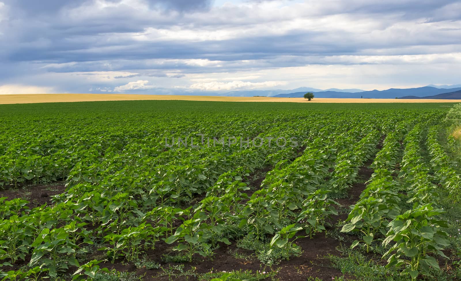 A field of young green stems sunflower