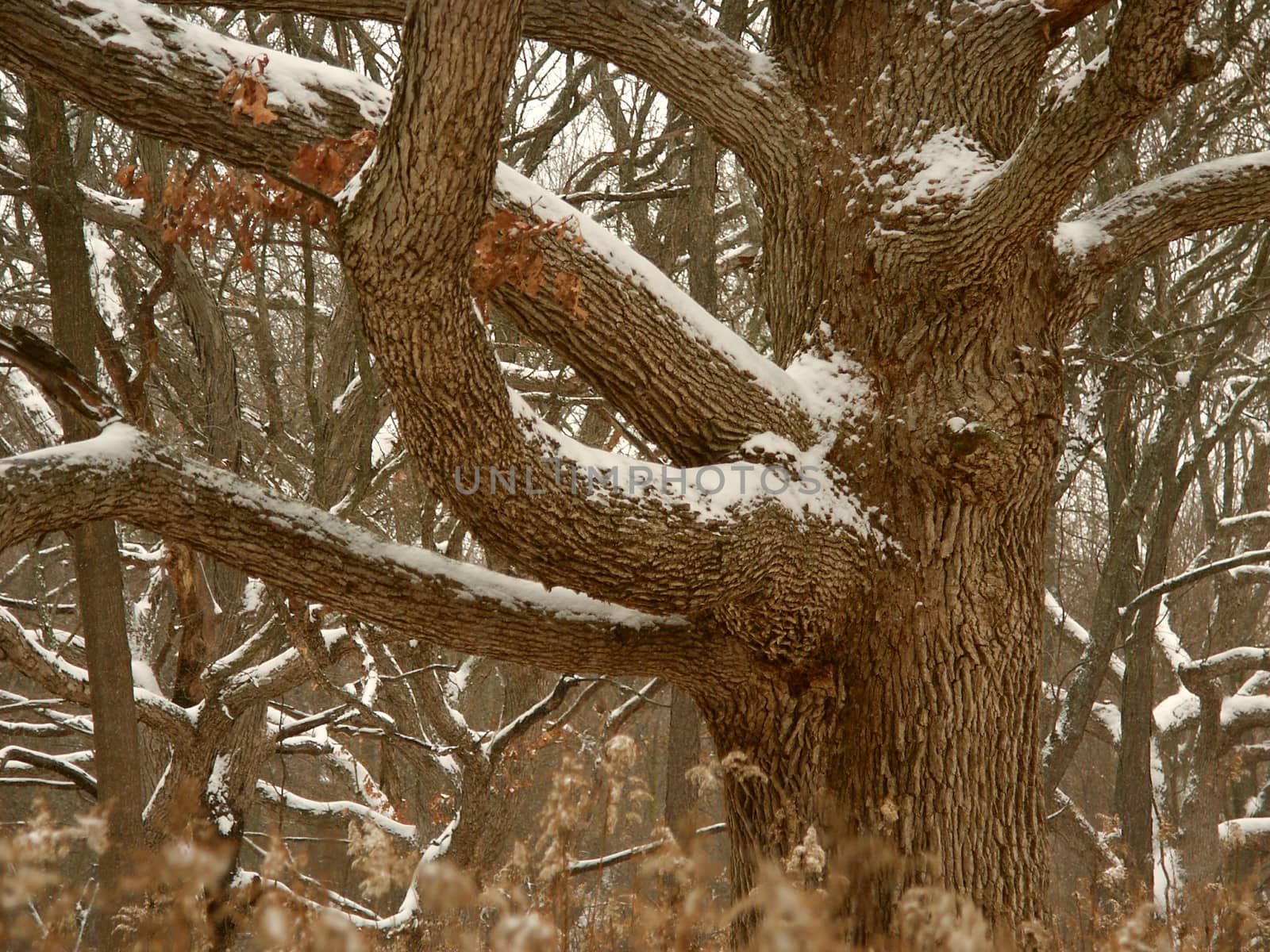 Oak tree dusted with winter snow in the Midwest United States.