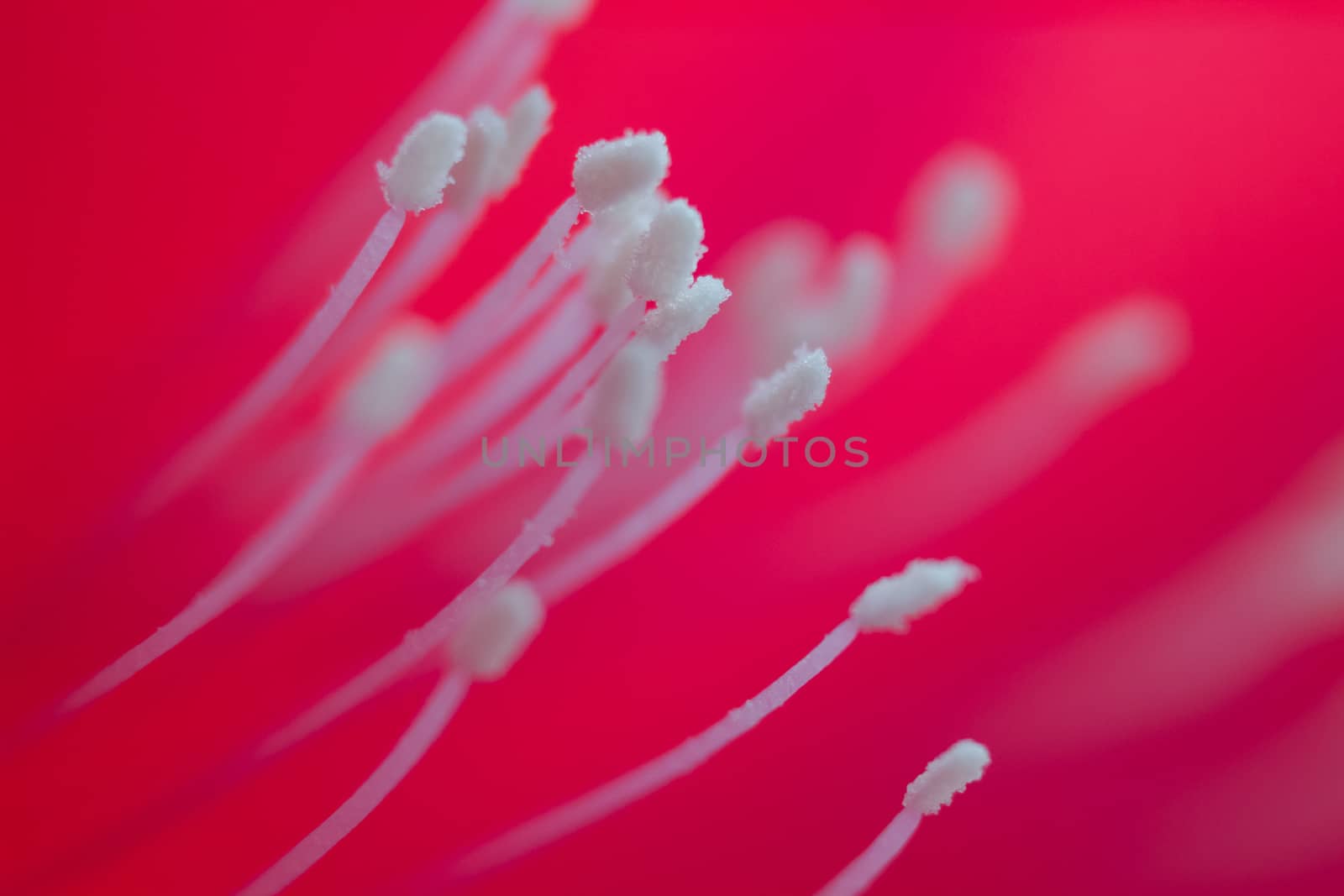 Abstract Flower Closeup Background