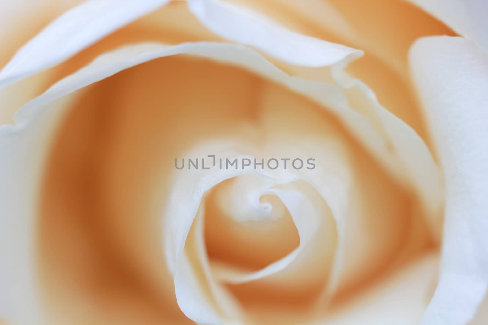 Abstract Rose Closeup Background by levonarakelian