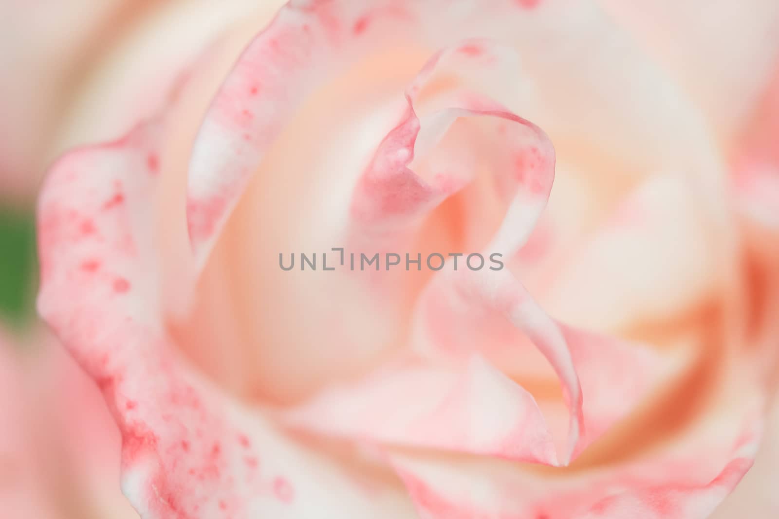 Abstract Rose Closeup Background