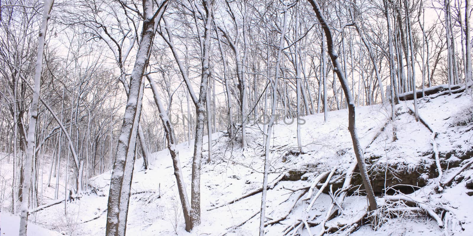 Forest winter wonderland in Rock Cut State Park of Illinois.