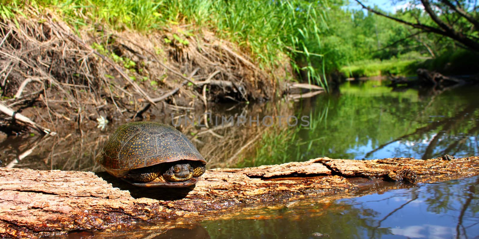 Blandings Turtle basking on a log in a stream of northern Illinois.