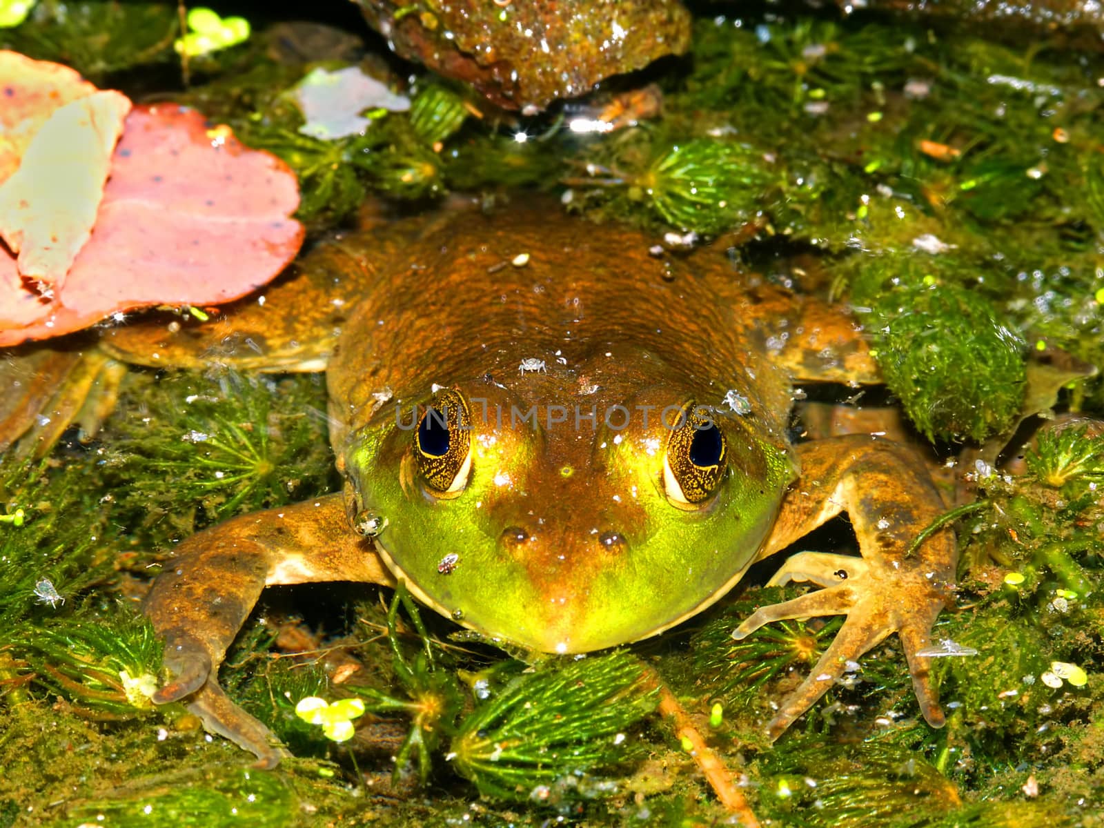 Bullfrog (Rana catesbeiana) Wisconsin by Wirepec
