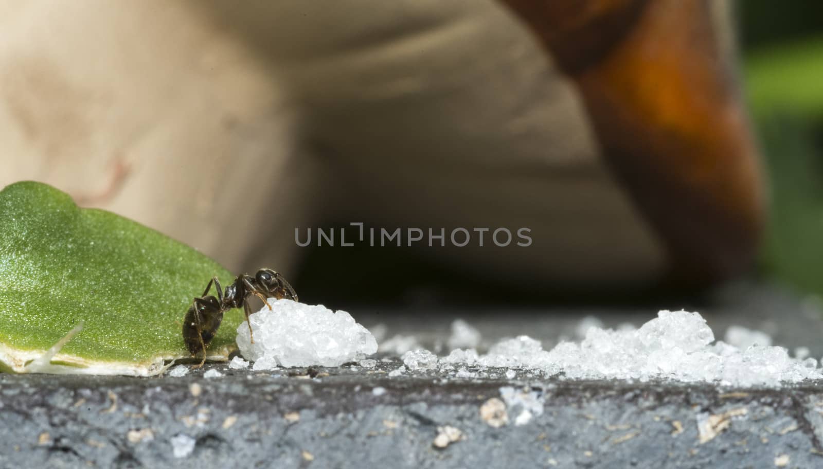 ant eating sugar crystal