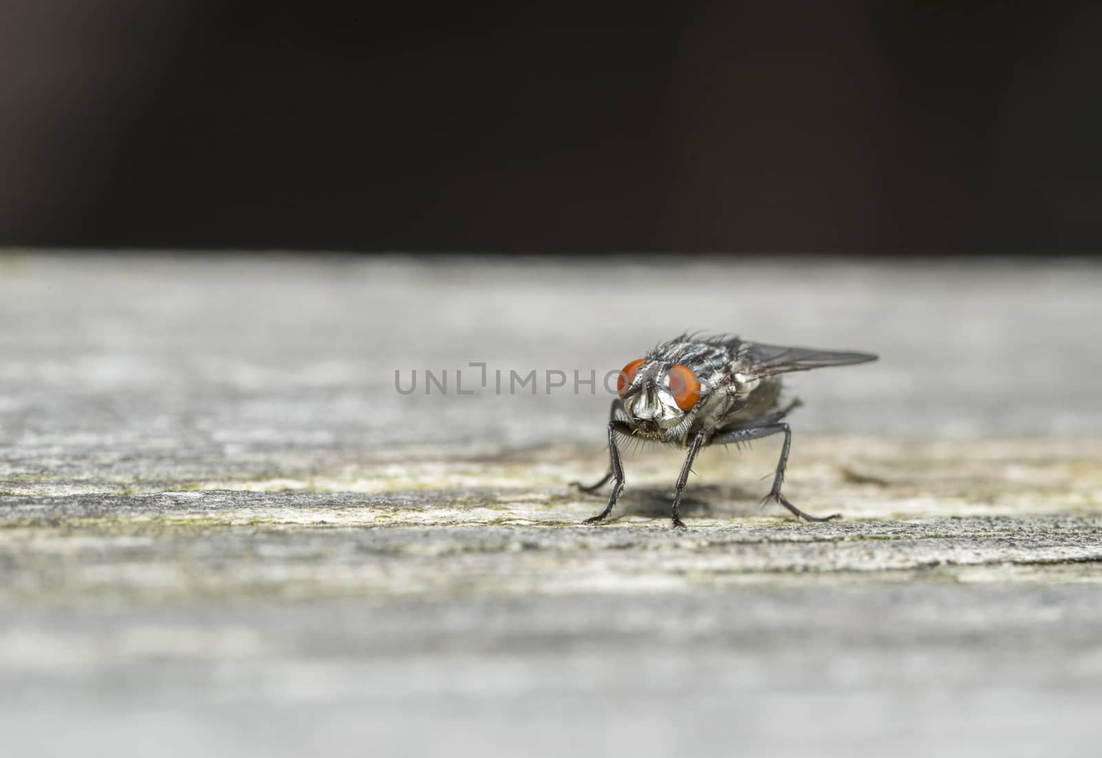 macro of a house fly