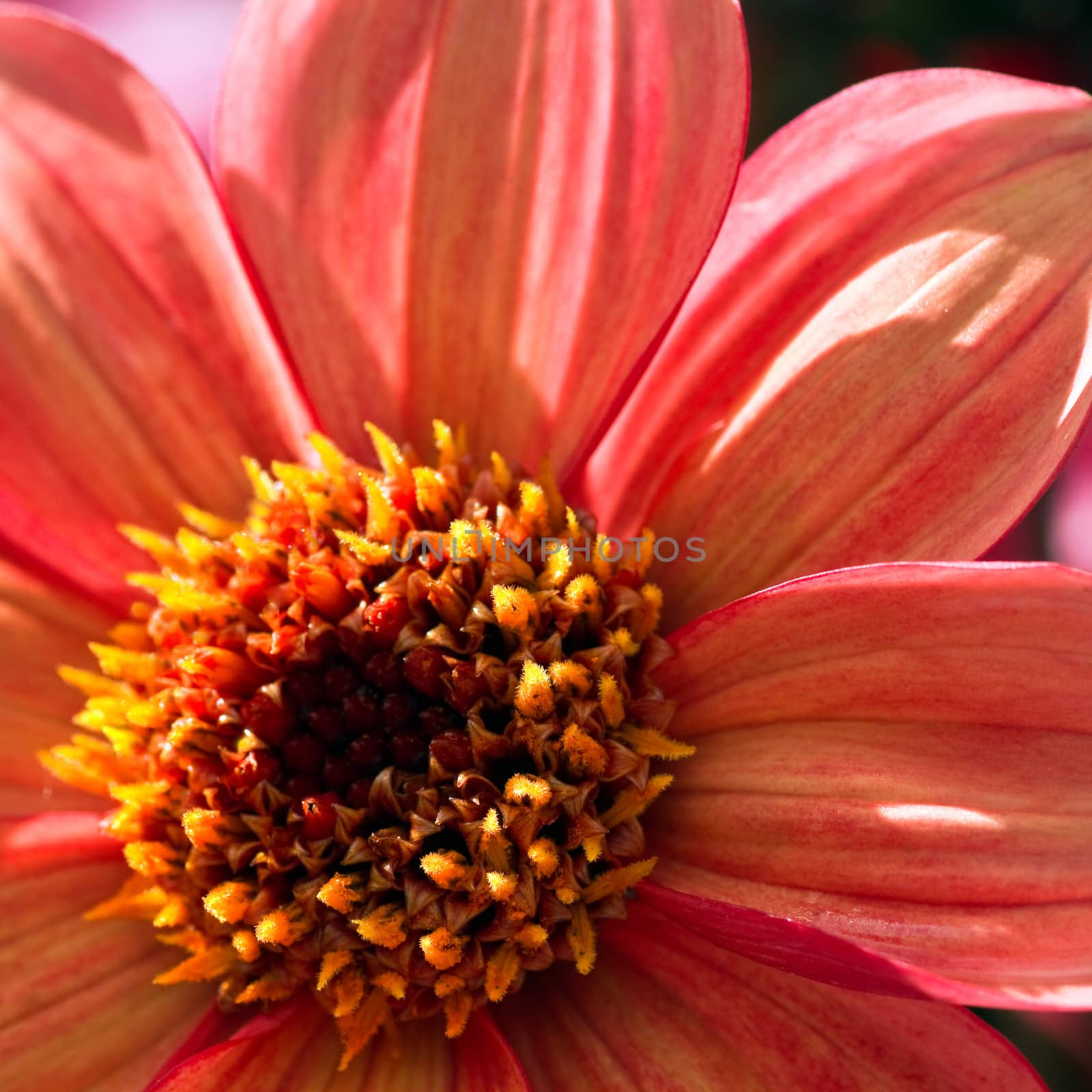 Close up Orange Dahlia flower in morning sunshine