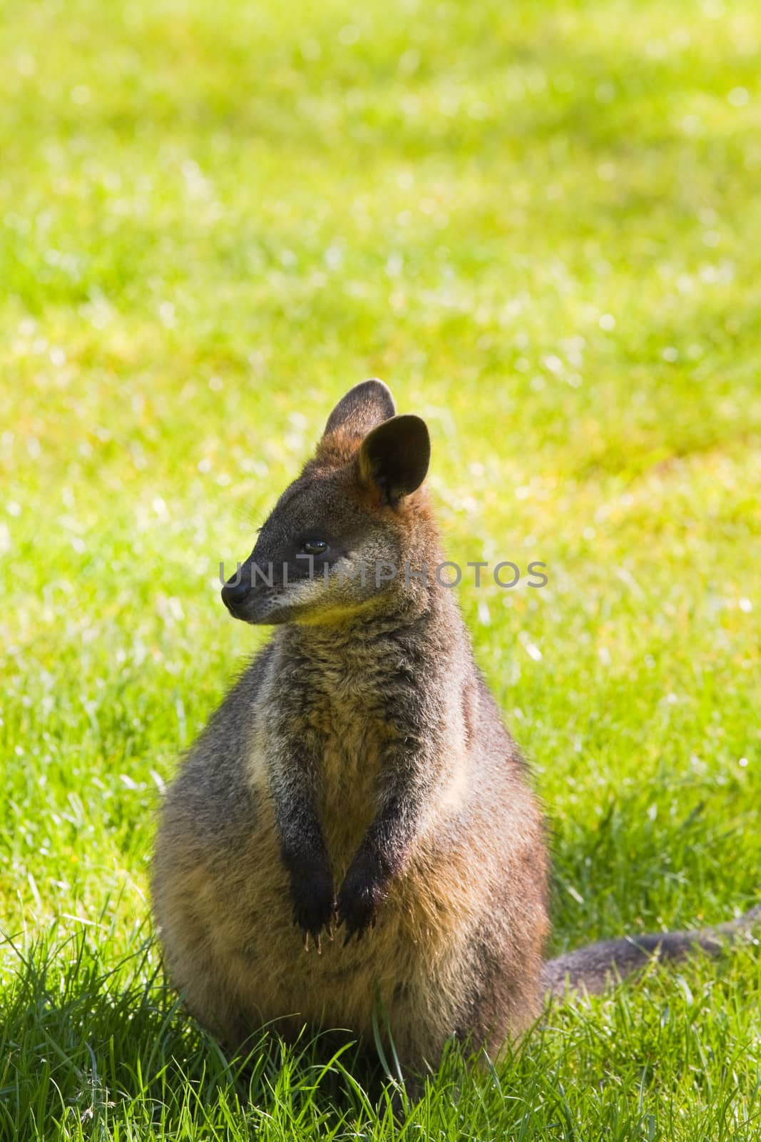 Cute little Swamp- or Black Wallaby on grassland