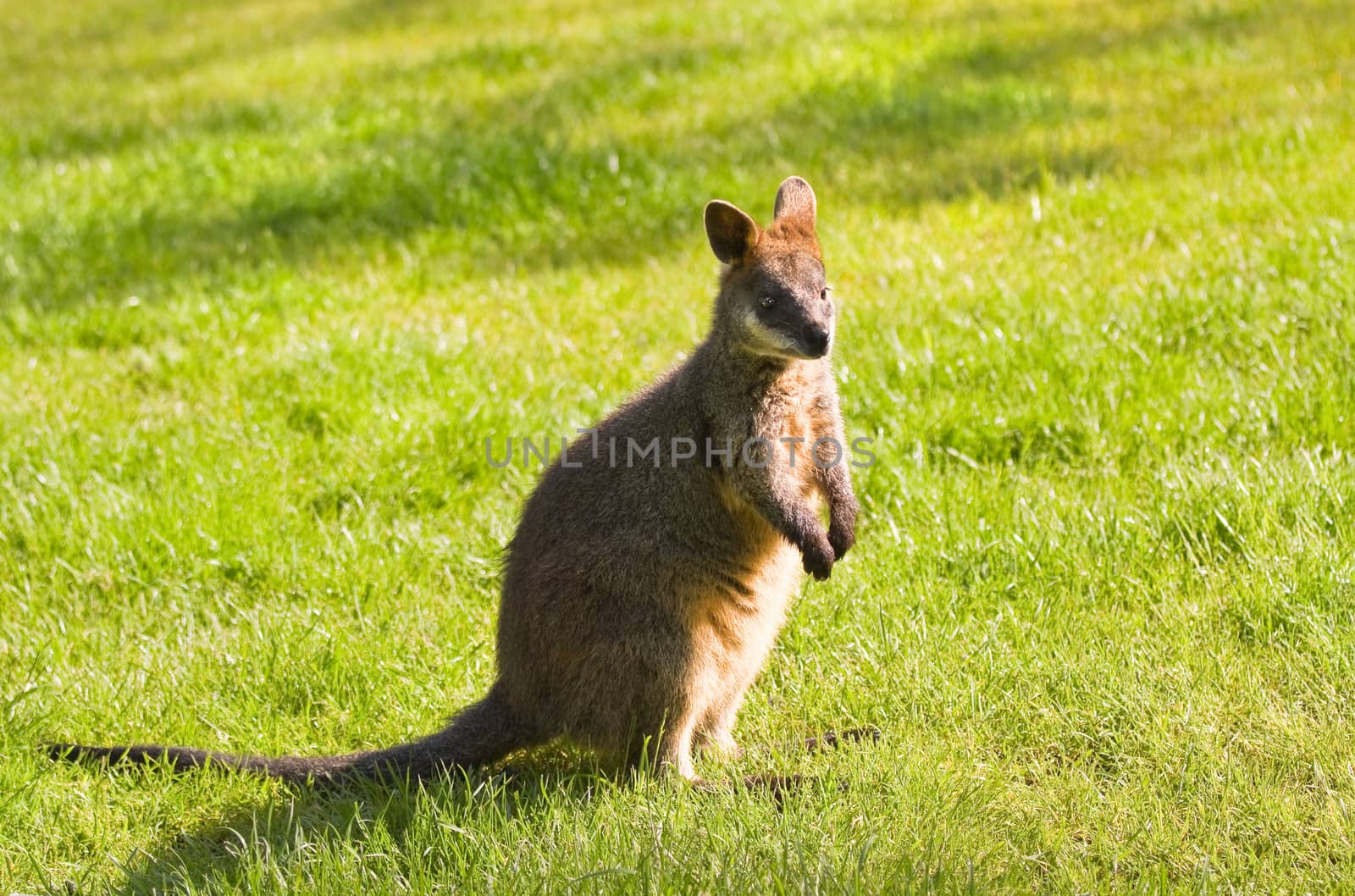 Swamp- or Black Wallaby standing on grassland in morning sunshine