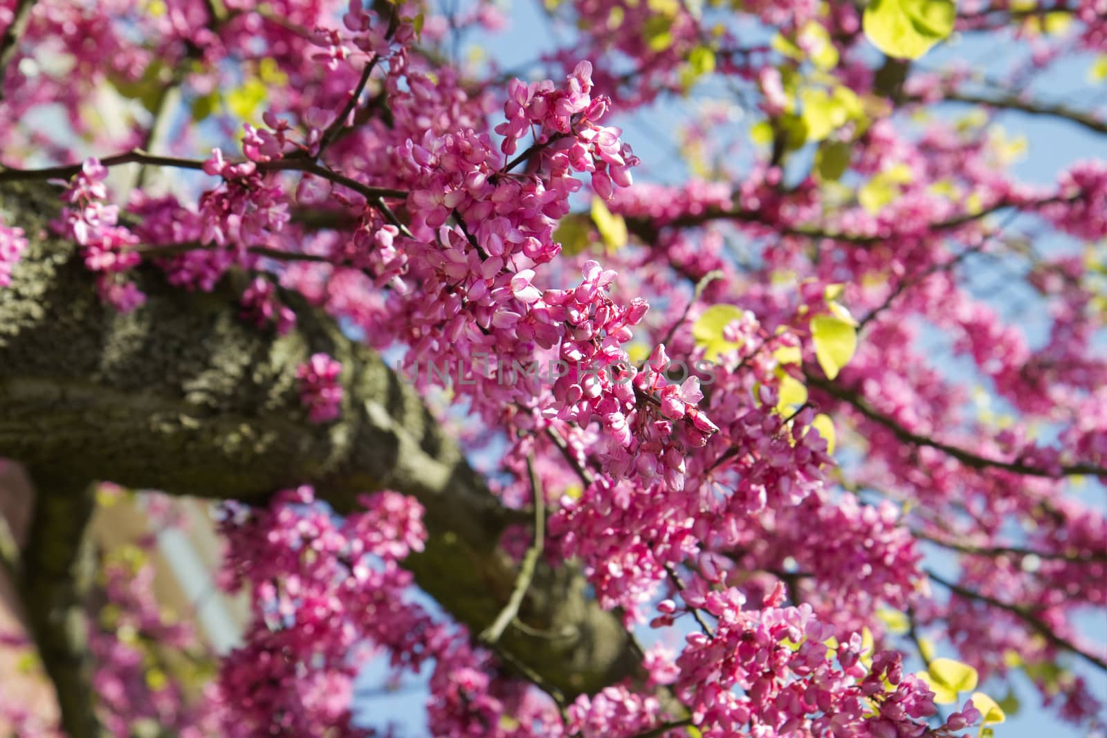 Pink Blooming branches of Judas tree or Cercis siliquastrum with blue sky
