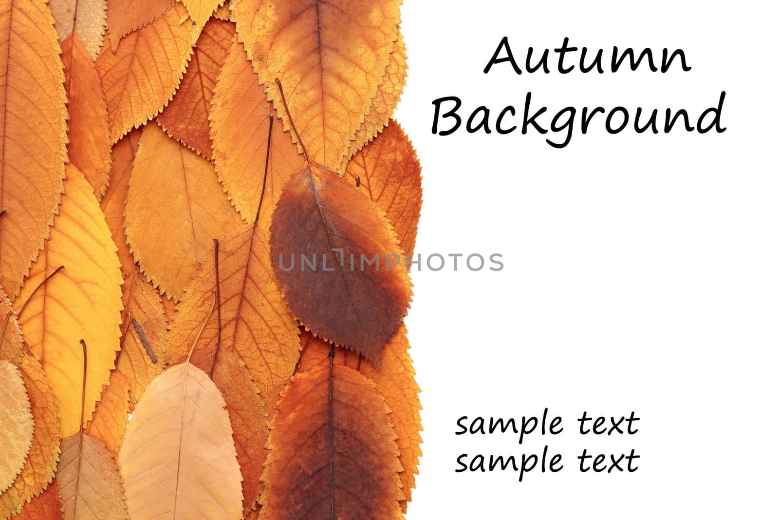 autumnal background with spaces for your text - bunch of faded cherry leaves over white