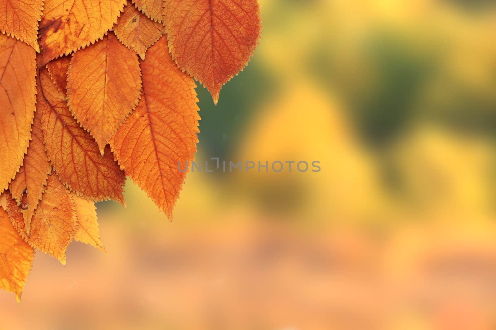 brown leaves in autumn season by taviphoto