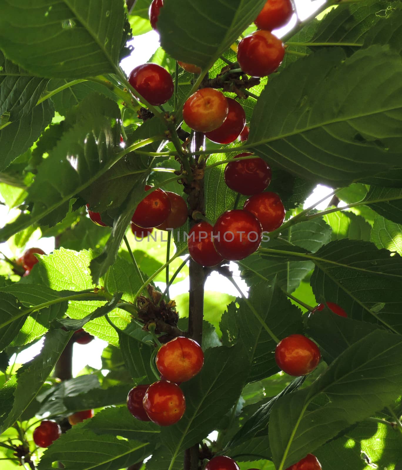 Cherries hanging on a cherry tree branch