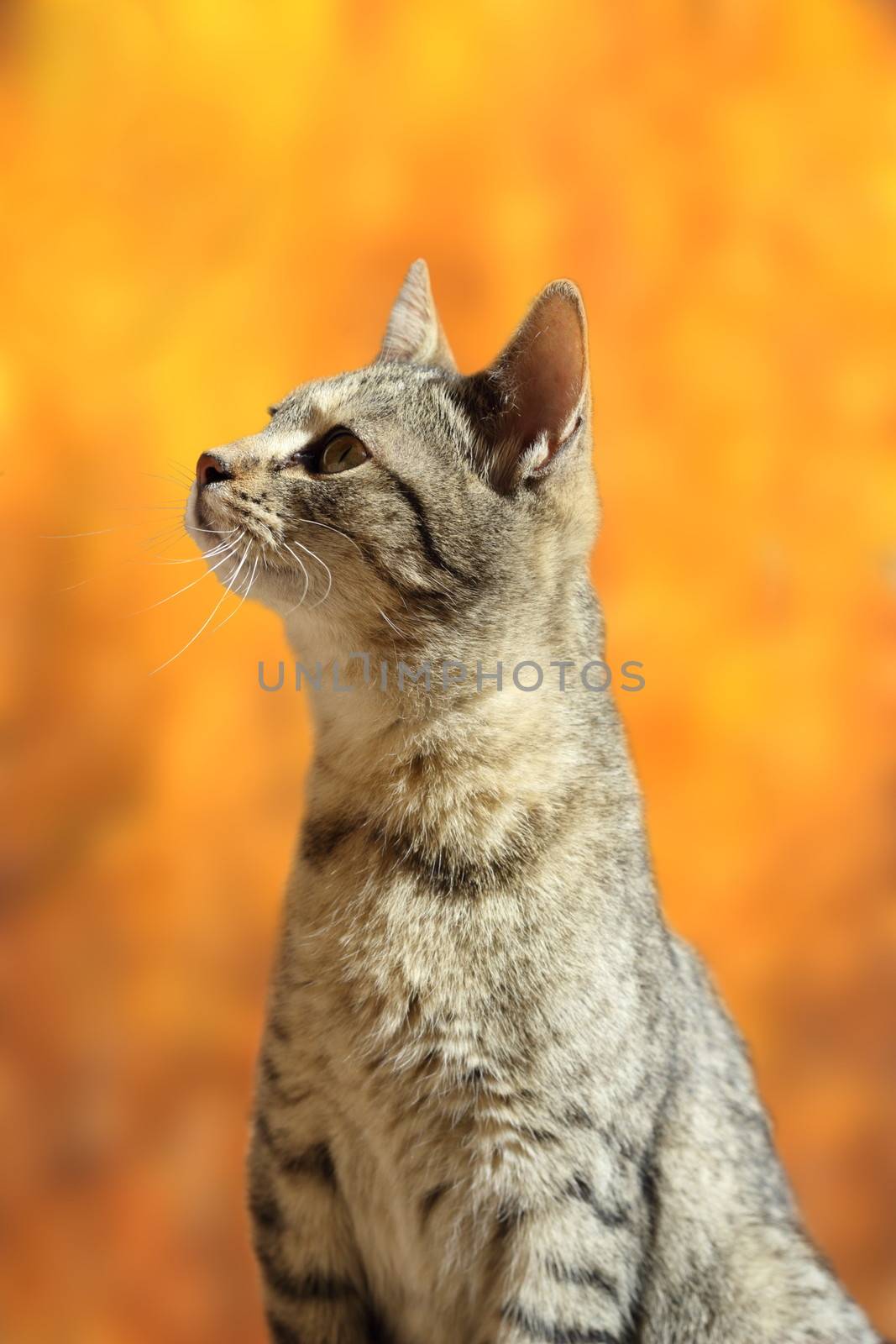 closeup of curious striped cat over beautiful colors of autumn forest background